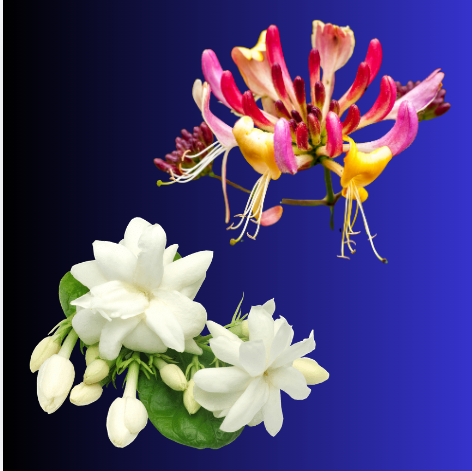 JAZZY HONEYSUCKLE